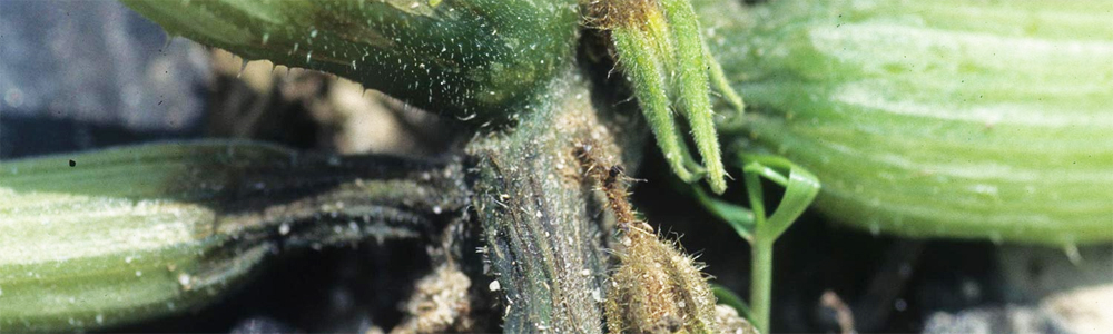 Phytophthora 