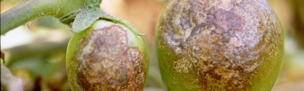 Phytophthora infestans
