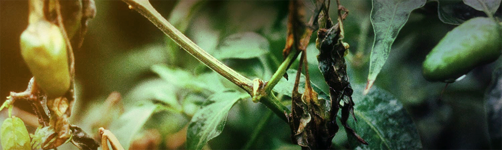 Phytophthora capsici
