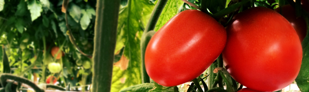 Como es el tomate huaje