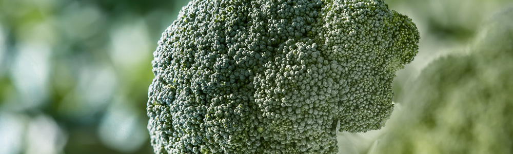 Vegetal brócoli